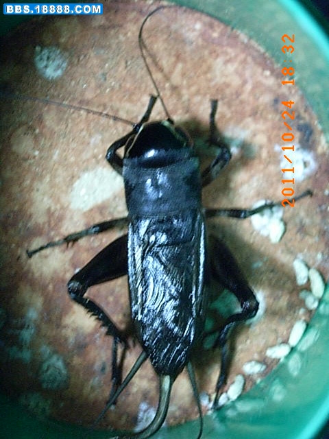 RIMG0023.JPG