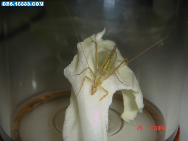 DSC01032.JPG