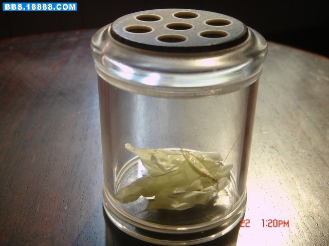 DSC01009.JPG