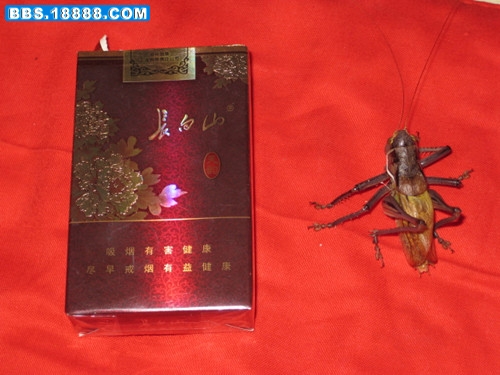 照片 006_副本.jpg