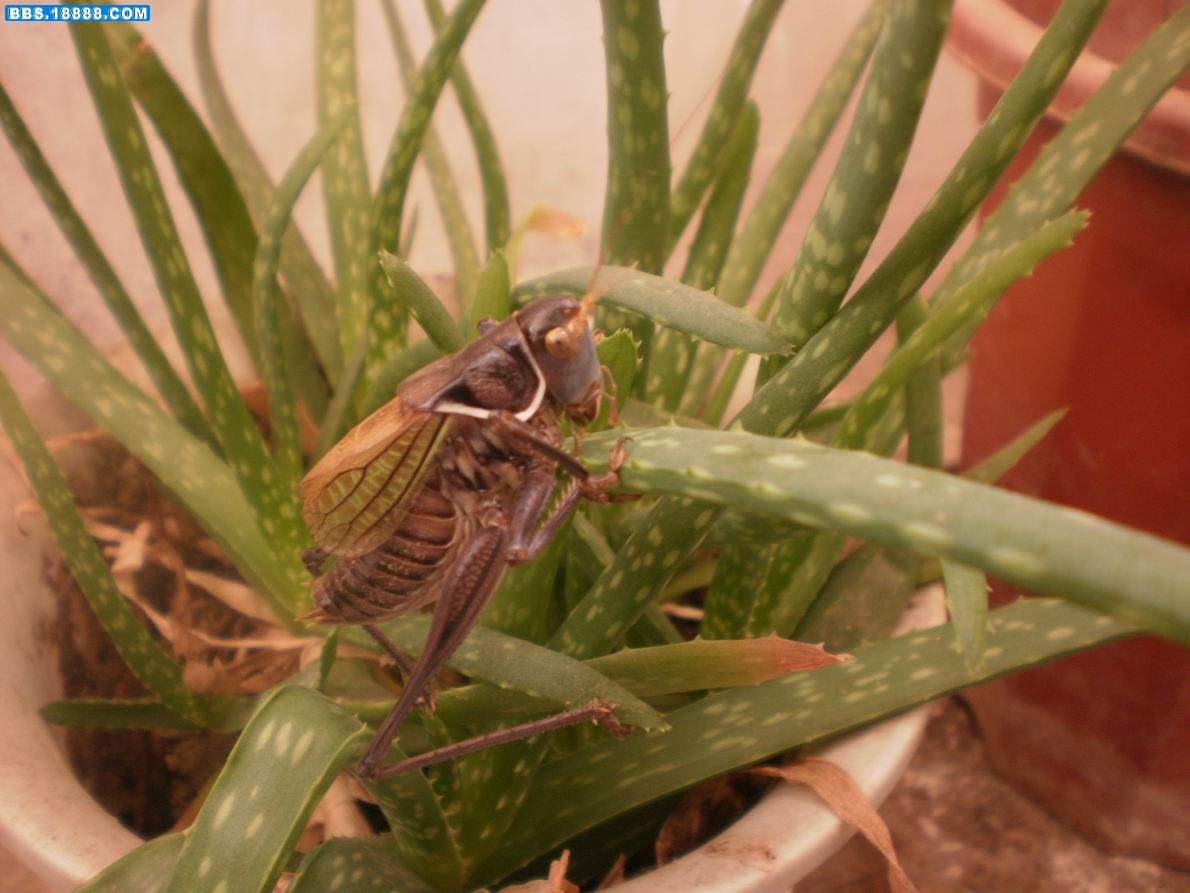 PA130084.JPG
