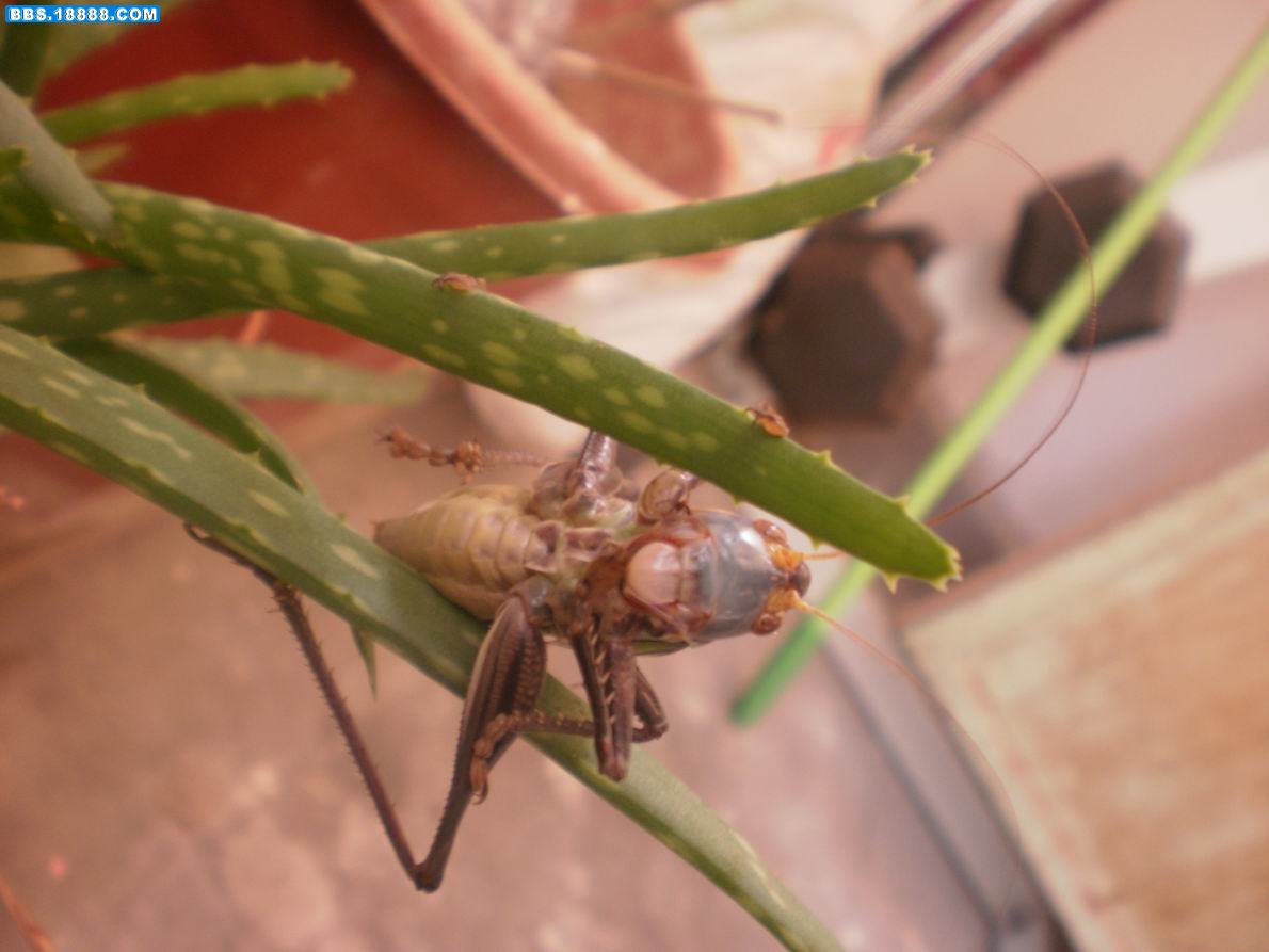 PA130135.JPG