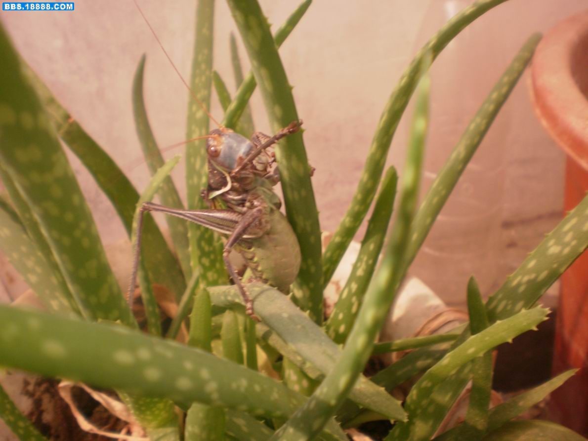 PA130001.JPG