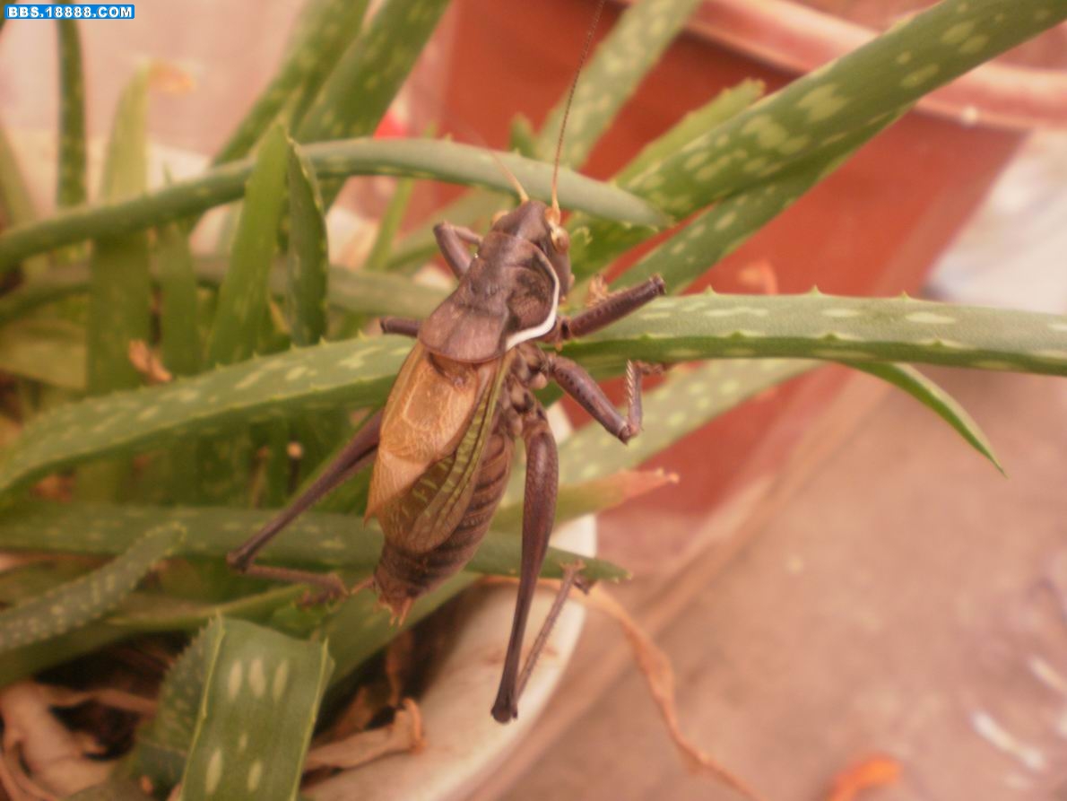PA130086.JPG
