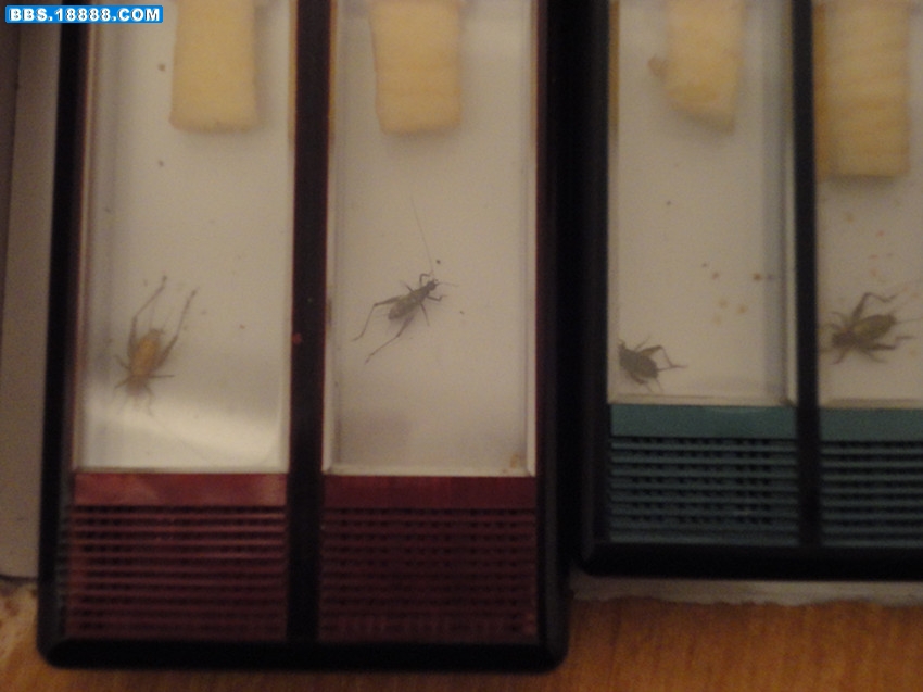 DSC00700_副本.jpg