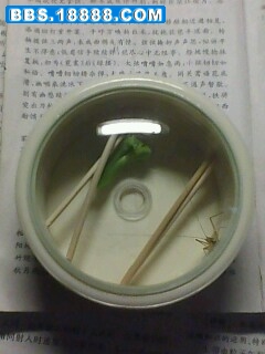 IMG0188A.jpg