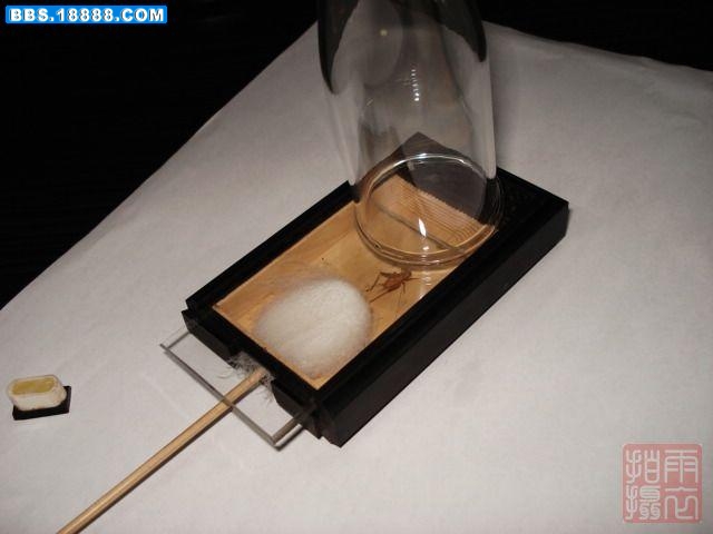 4把绒球慢慢伸进虫盒.jpg
