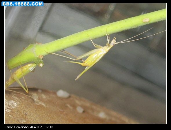 nEO_IMG_照片 036.jpg