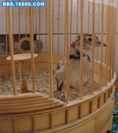白2.jpg