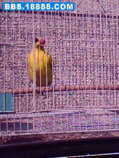 IMG0559A.JPG