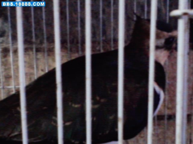 P281011_16.55_[01].jpg