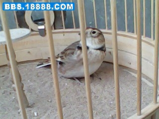 IMG0259A.jpg