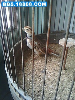 IMG0112A.jpg