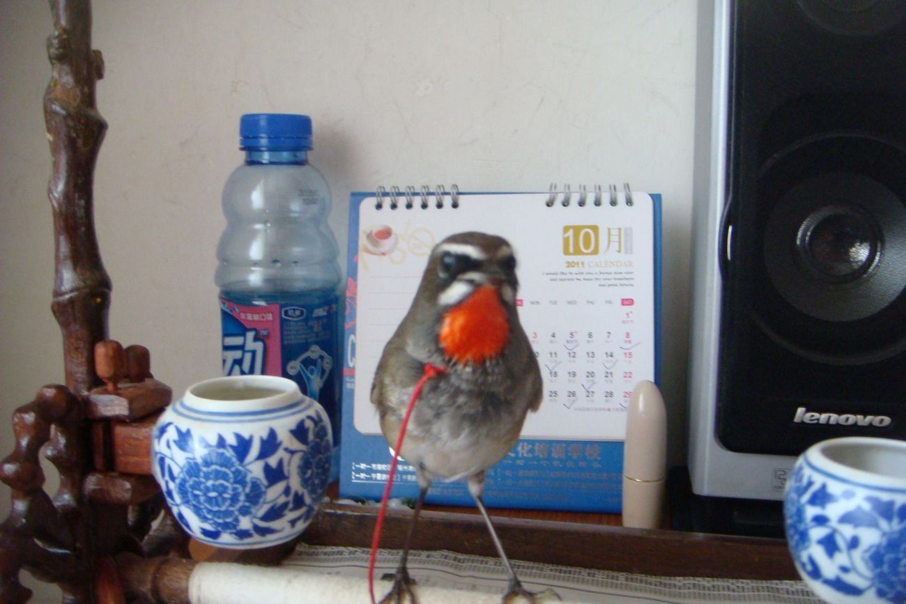 DSC03126.jpg