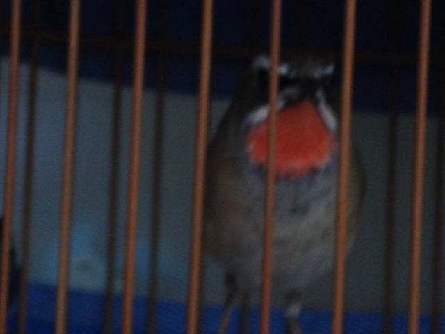 DSC02343.JPG