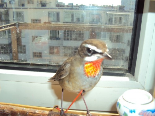 dsc02103_conew14.jpg