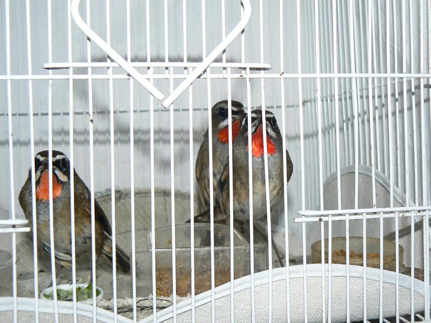P1000989xin.JPG
