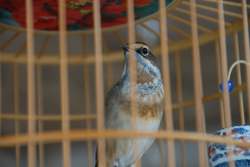 DSC_0290_副本.jpg