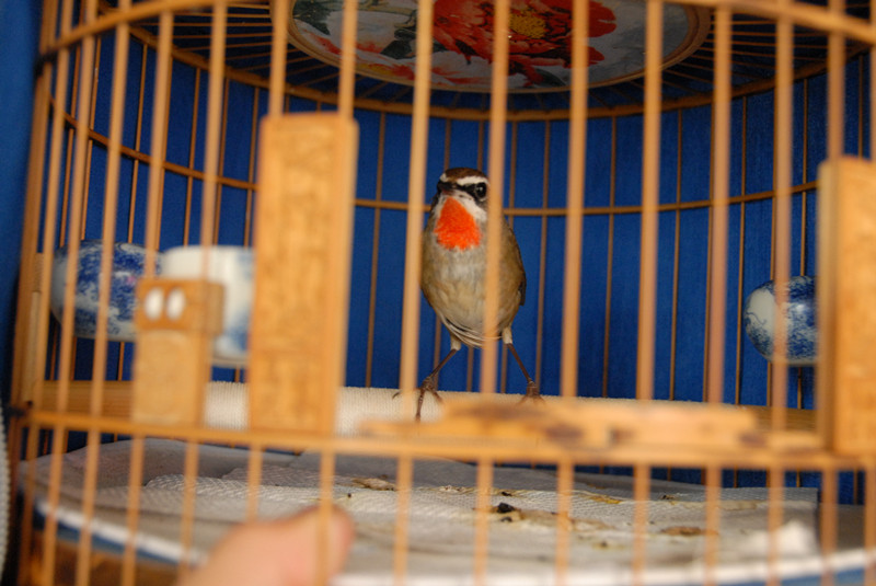 DSC_0329_副本.jpg