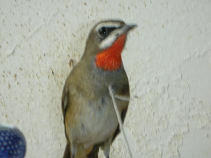 DSCN9225.JPG