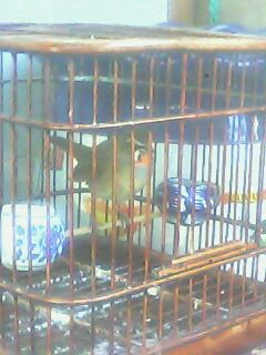 IMG0135A.jpg