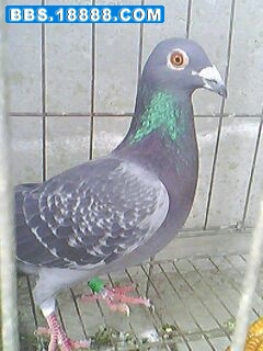 IMG0389A.jpg