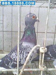 IMG0387A.jpg