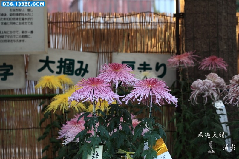 conew_img_8909.jpg