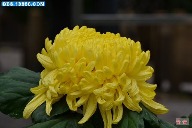 nEO_IMG_DSC_0228.jpg
