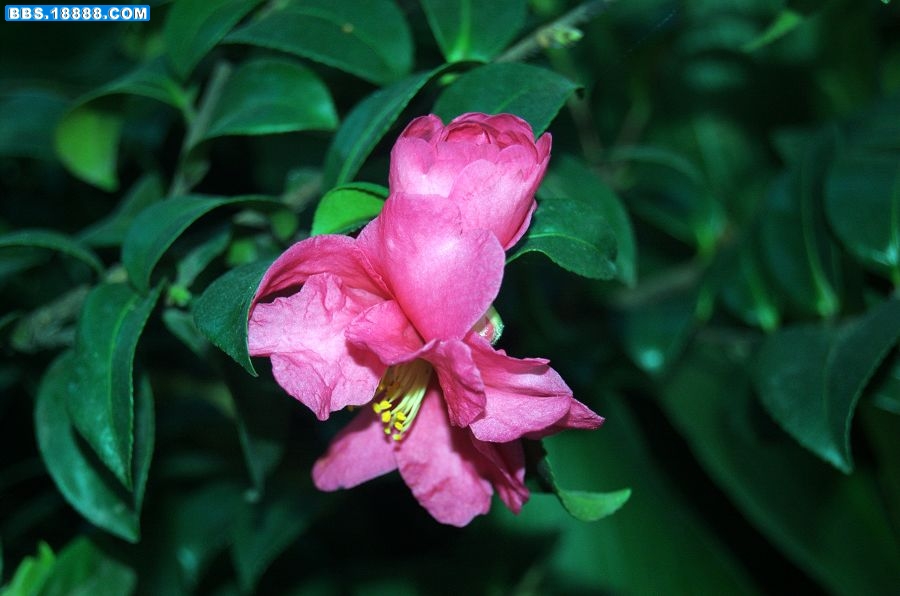 1粉花.jpg