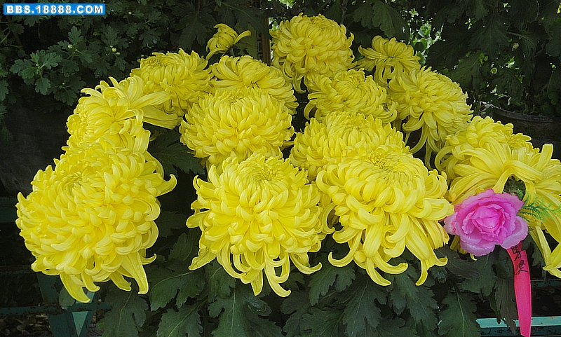 DSC09434_副本.JPG