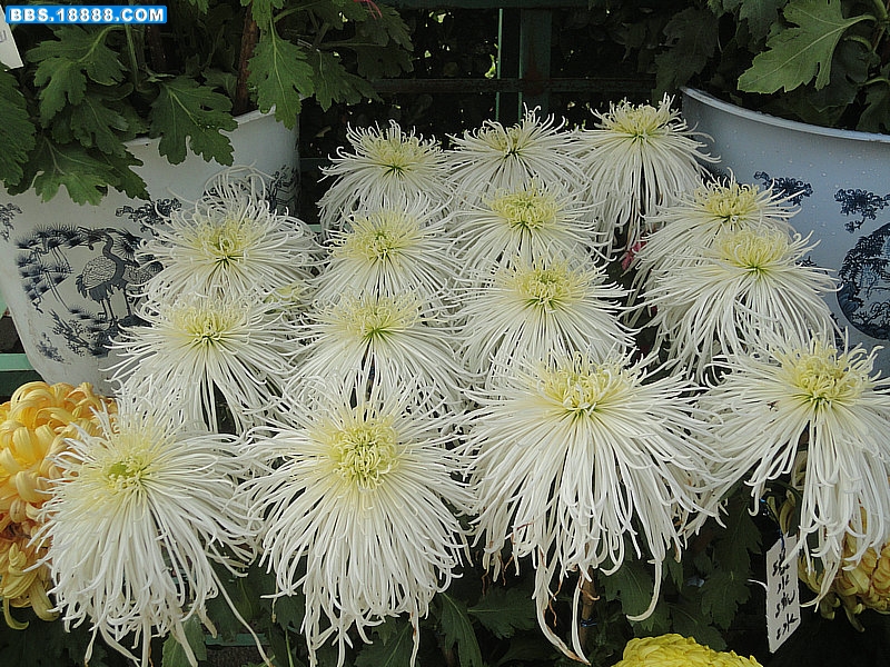 DSC09432_副本.JPG