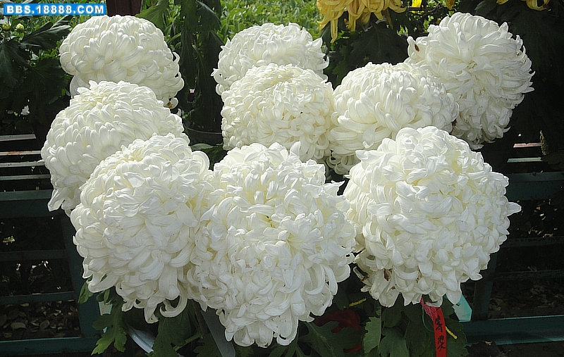 DSC09440_副本.JPG
