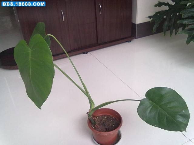 20111108224.jpg