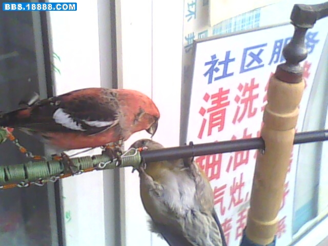 IMG1156A.jpg
