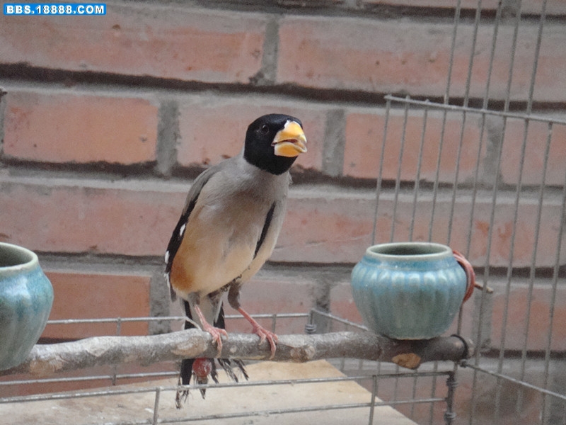DSC04151_副本.jpg