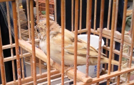 小米汤.jpg