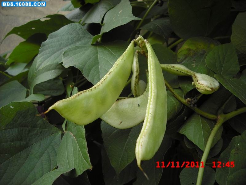 调整大小 CIMG5449.JPG