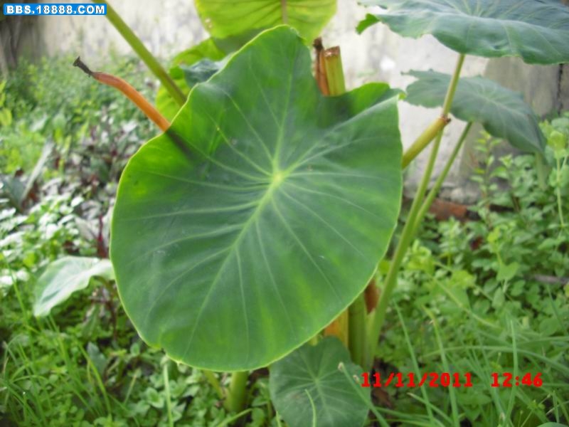 调整大小 CIMG5455.JPG