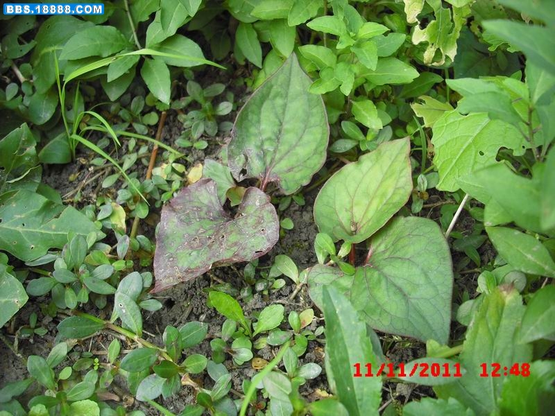 调整大小 CIMG5466.JPG