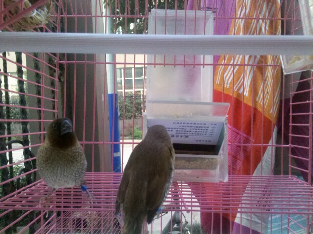 2011-11-03_15-38-23_387.jpg