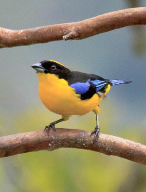 yellowblue.jpg