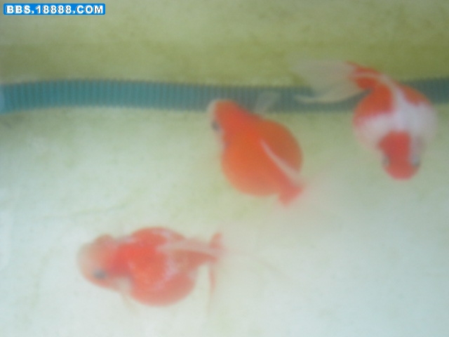 我的鱼 015.jpg
