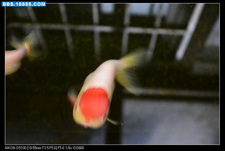 nEO_IMG_照片 007.jpg