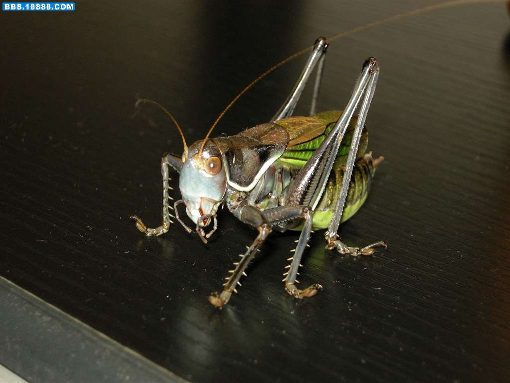 DSCN4989.jpg