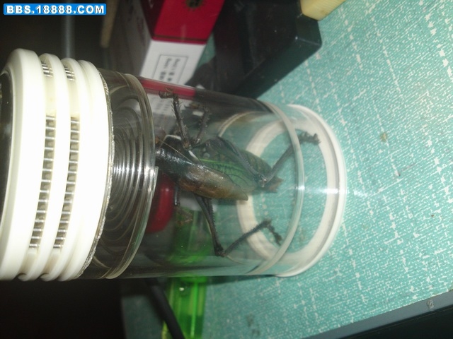20111121913.JPG