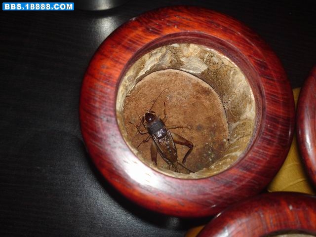 20111112860.JPG