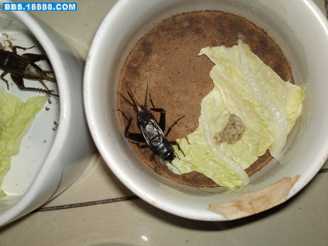 20111122917.JPG