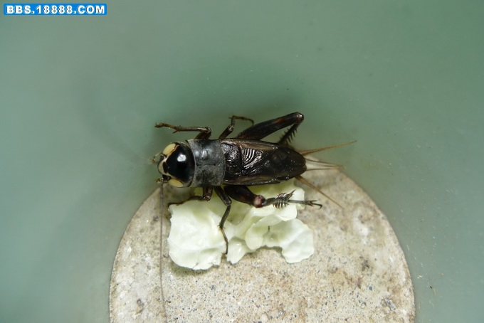P1010016_调整大小.JPG