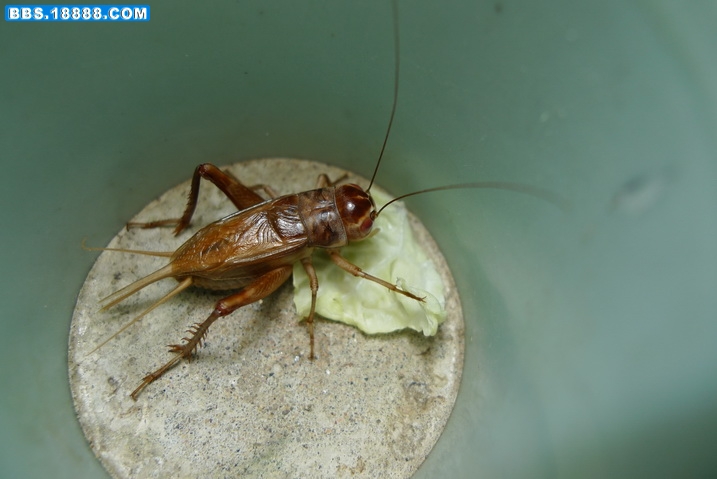P1010017_调整大小.JPG